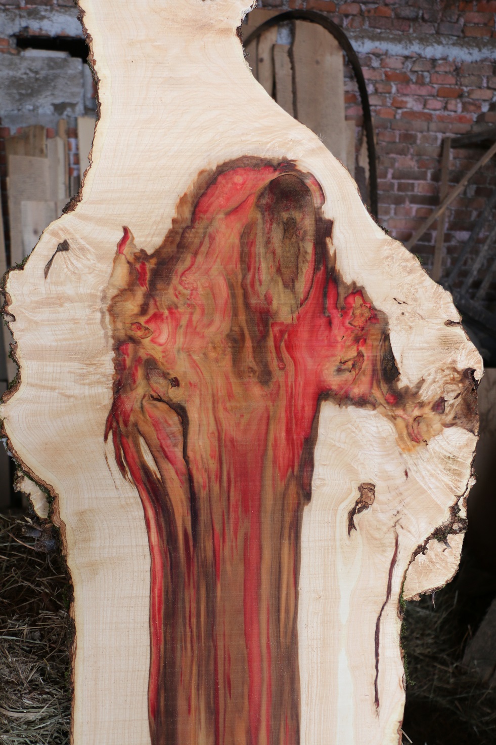 Figure 1 Beautiful unique red discoloration of ash leaved maple.JPG
