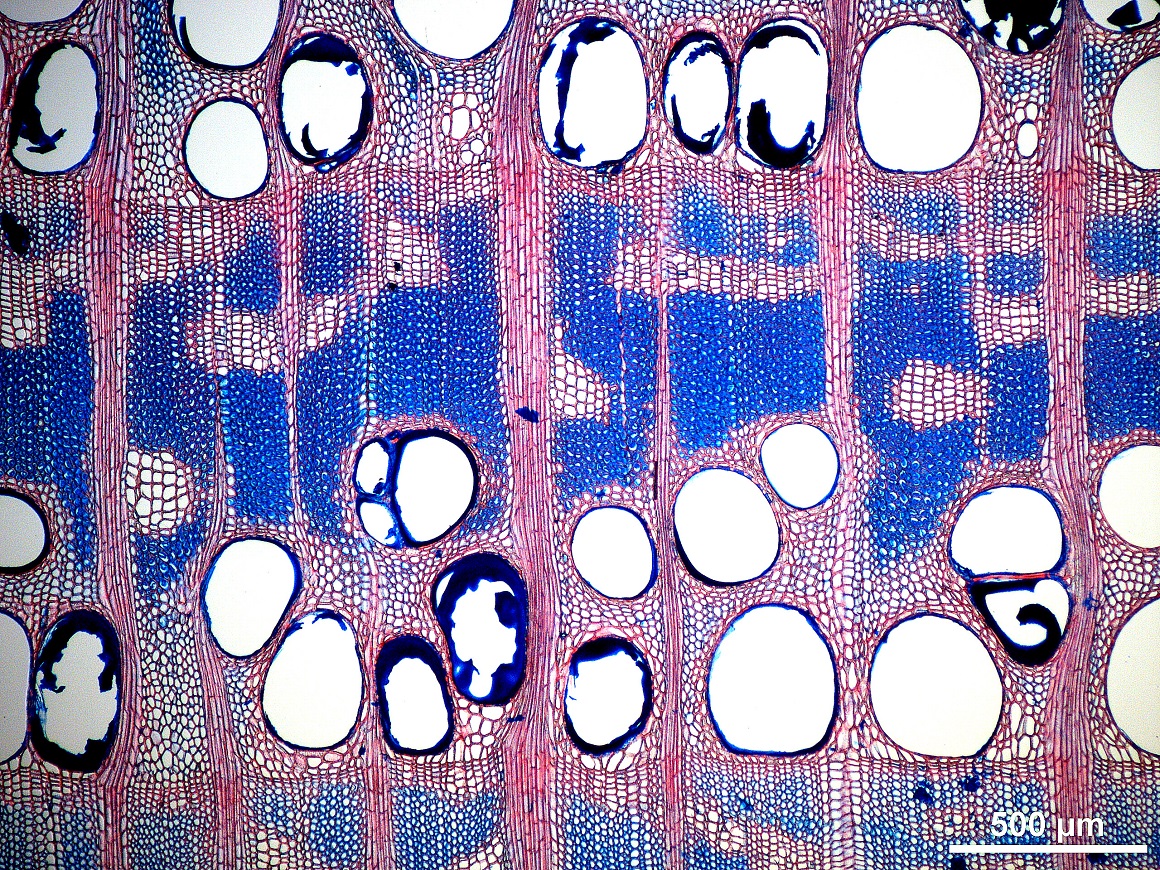 Figure 7_Variety of interesting patterns_0.jpg