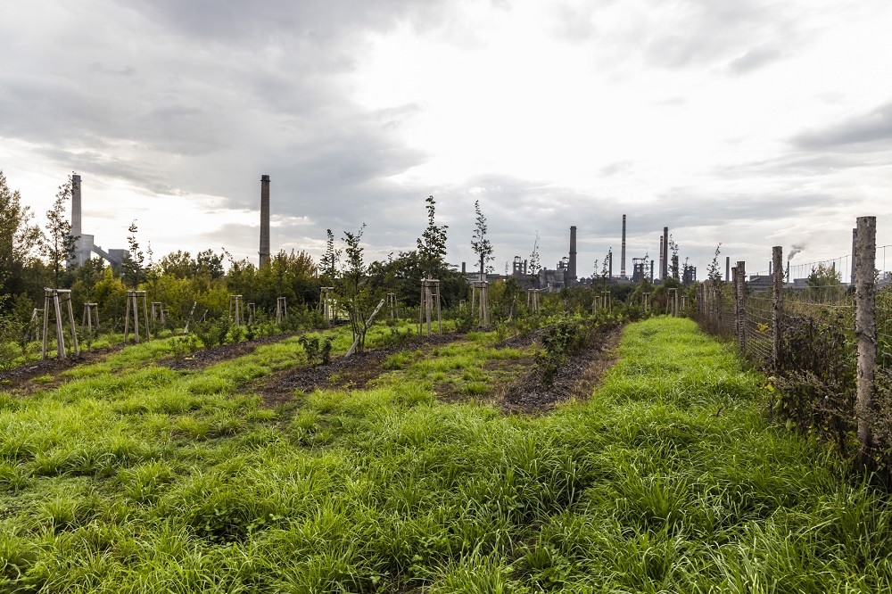 Planted! The CLAIRO project team has now created new greenery with an area  of more than 20 000 m² in total