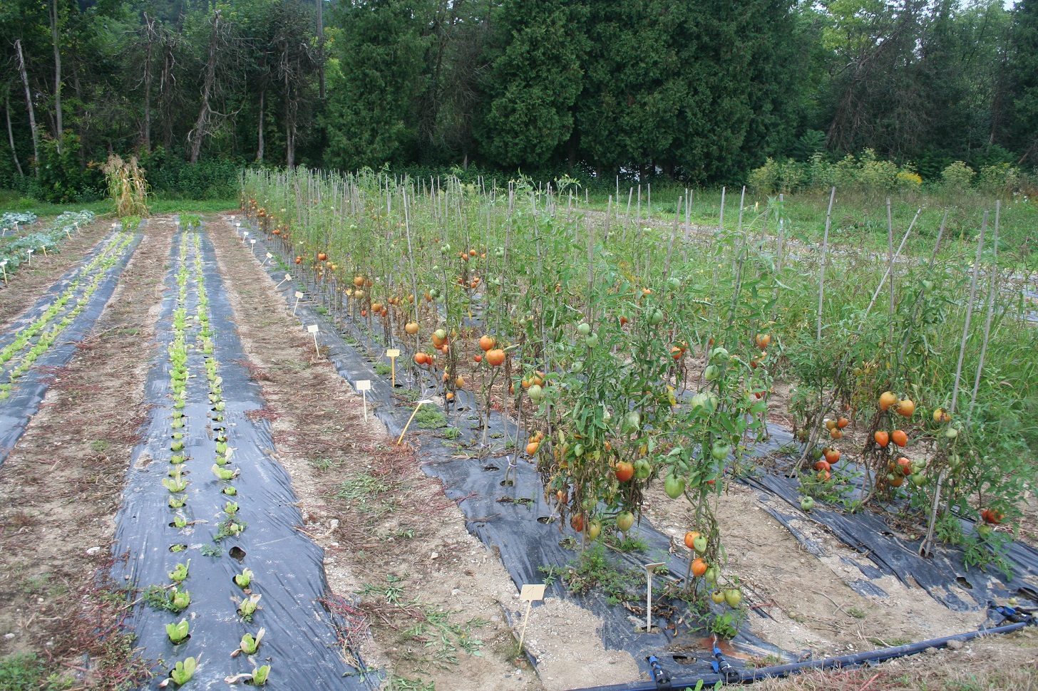 Experiment on tomato, where we have tested fungicidal activity of water extracts from eight invasive plant species (photo: Stanislav Trdan)