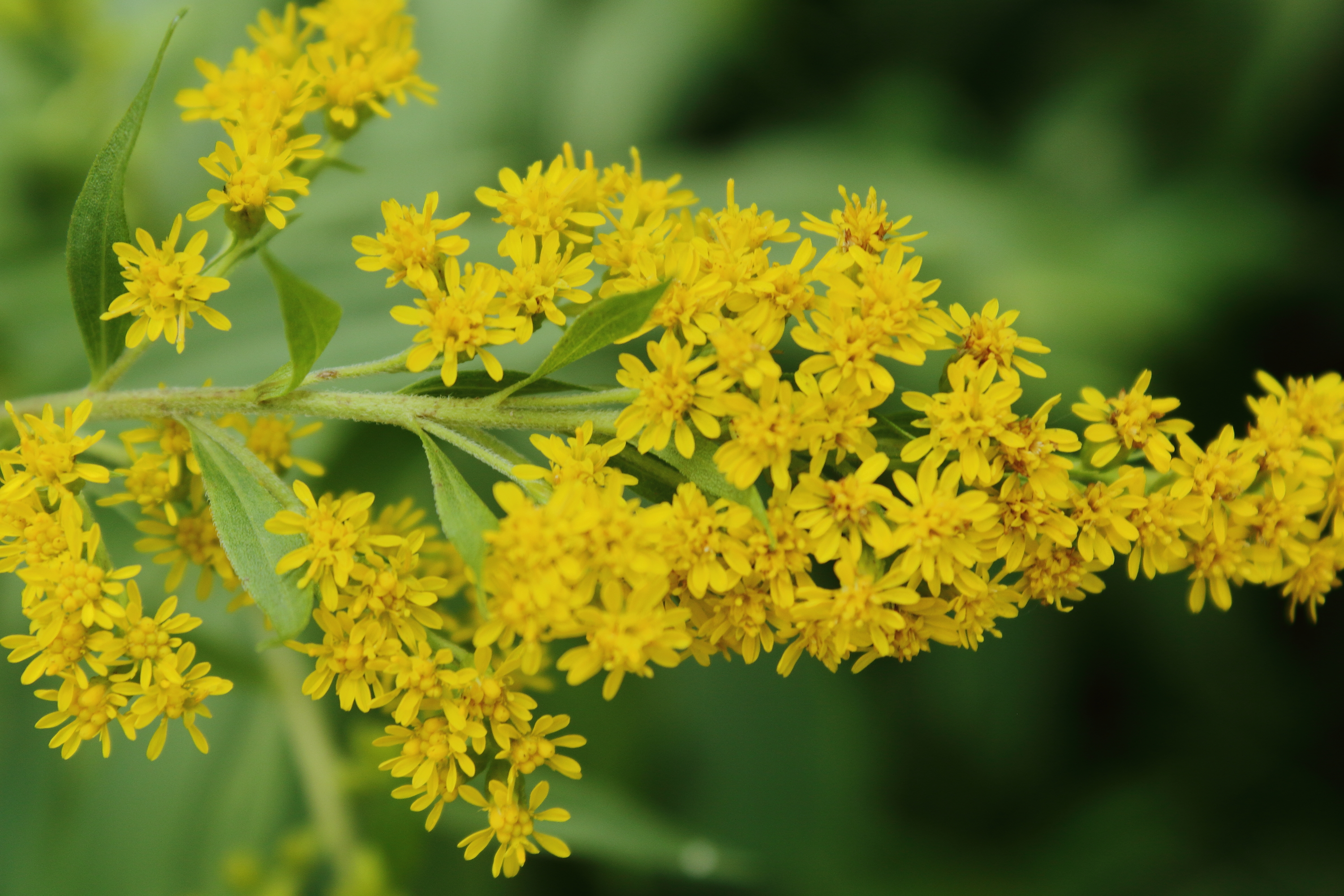 Giant Goldenrod