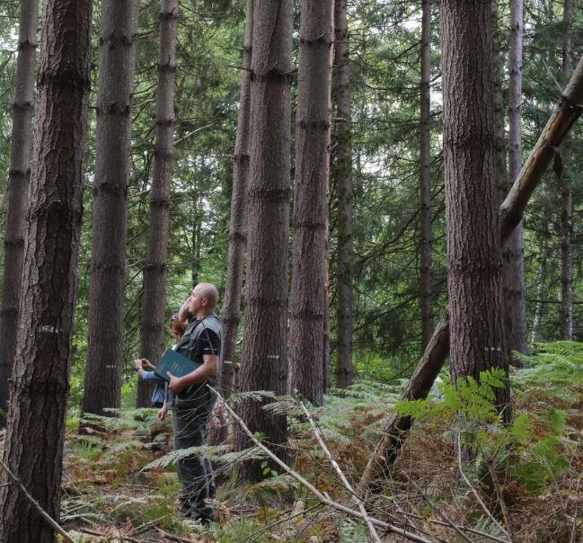 APPLAUSE - invasive tree species