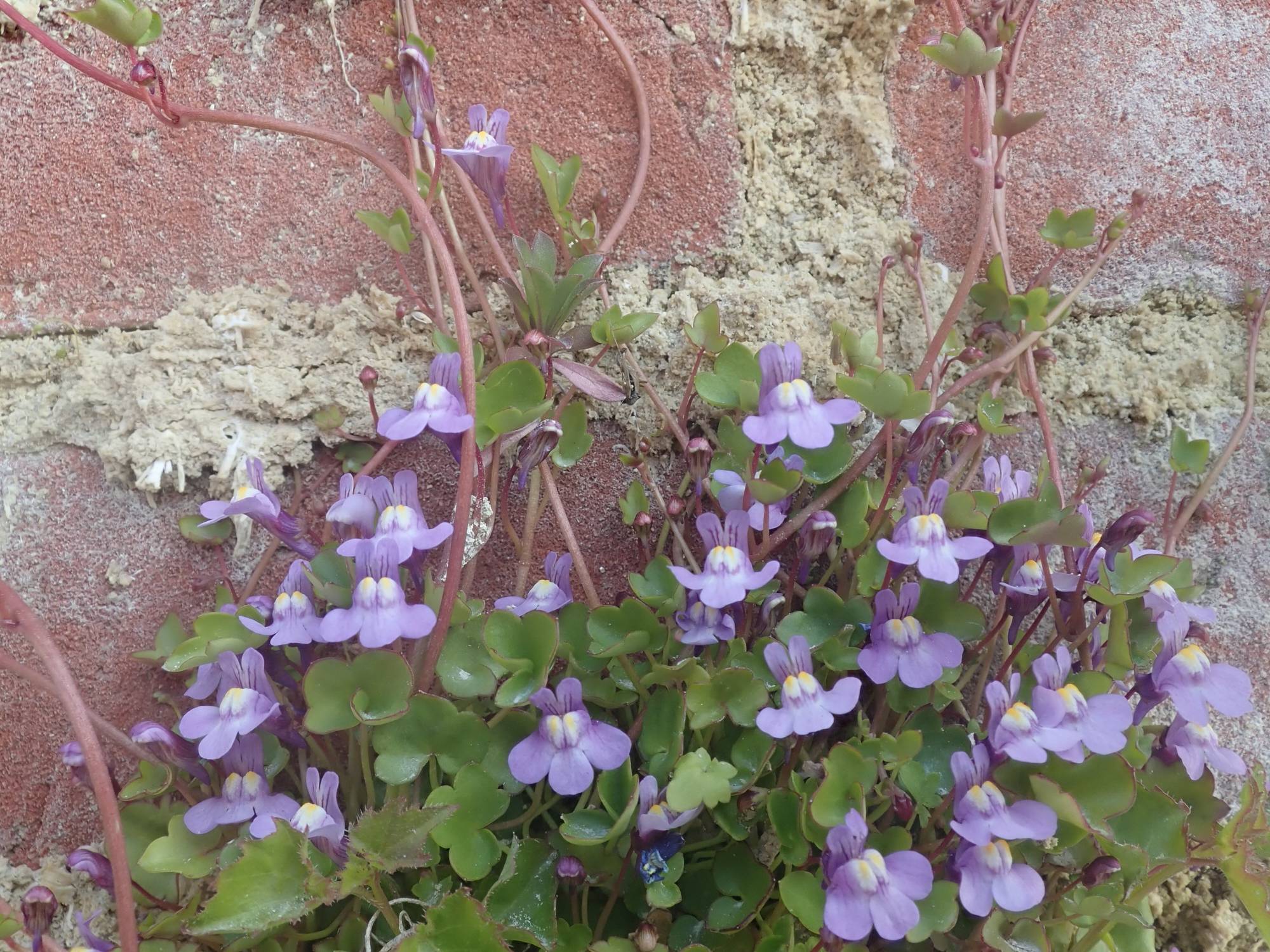 Ivy-leaved Toadflax growing in joints between bricks