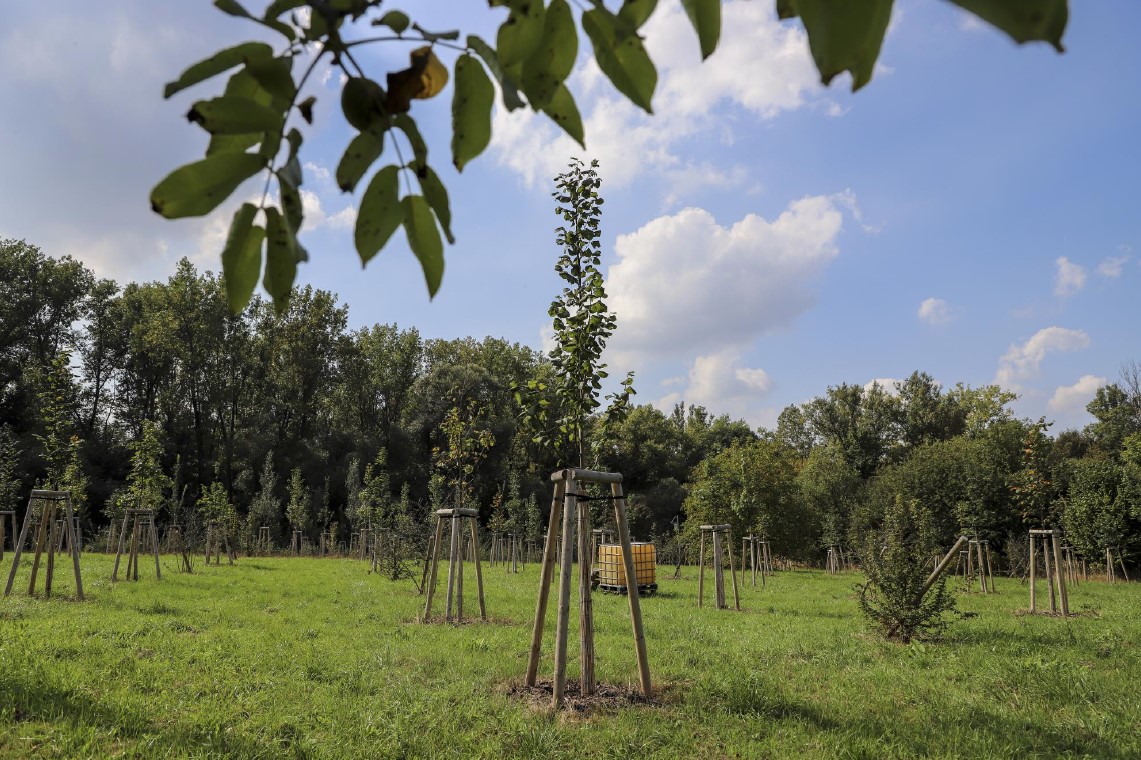 New plantation in Radvanice, Ostrava