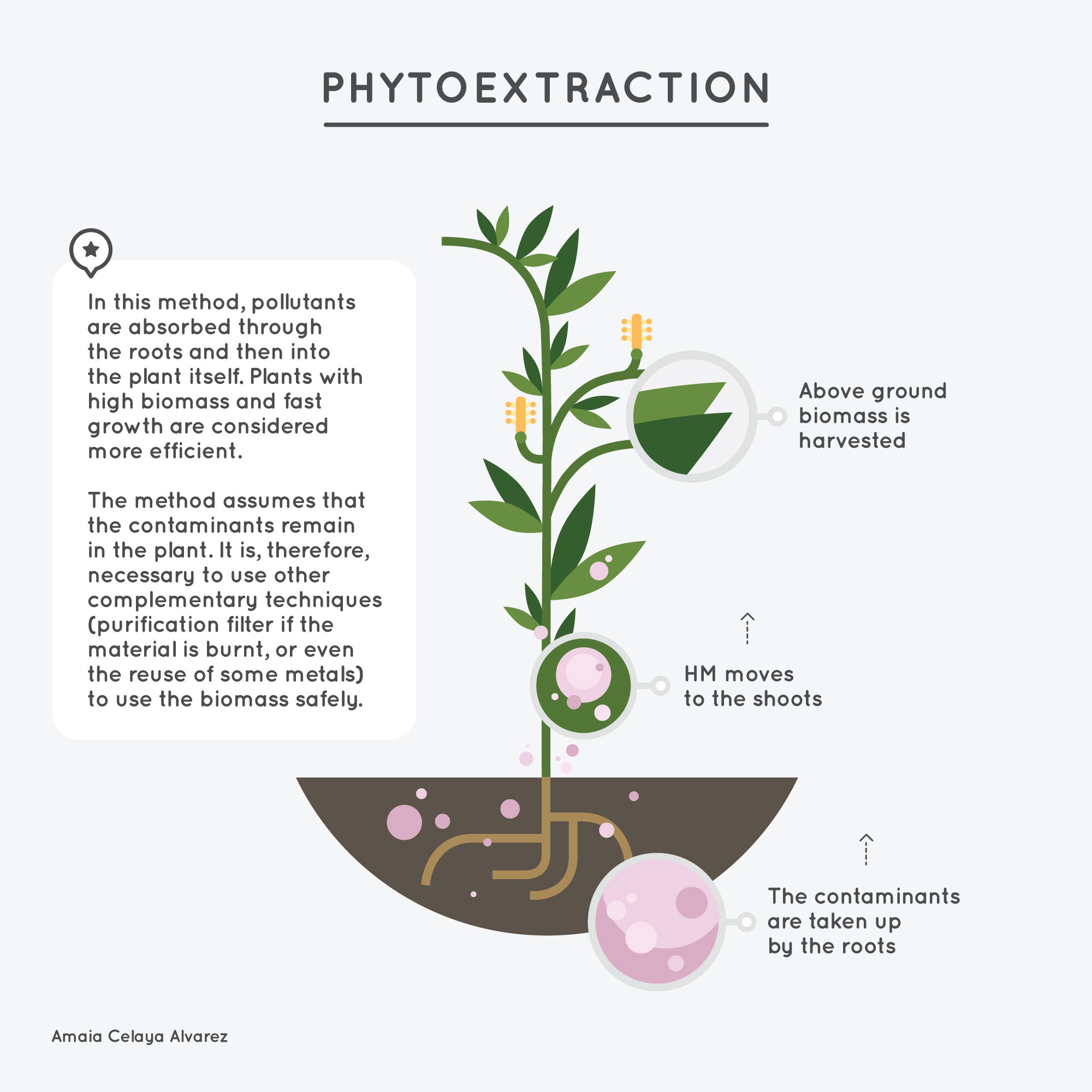 1-Phytoextraction - Amaya Celaya Alvarez