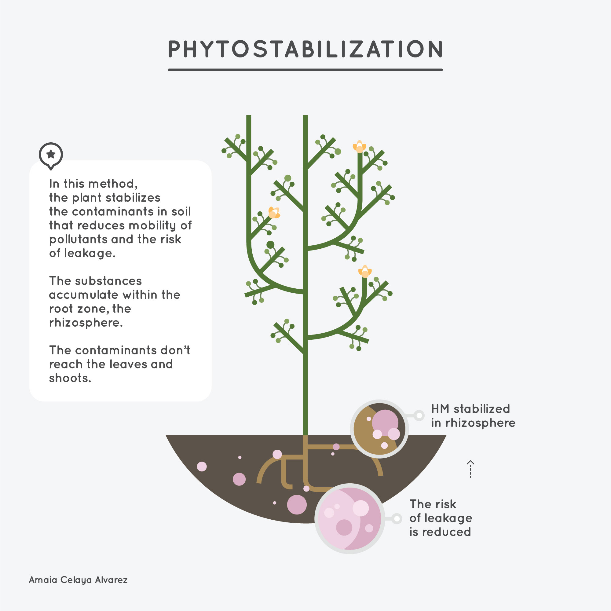 2-Phytostabilization - Amaya Celaya Alvarez