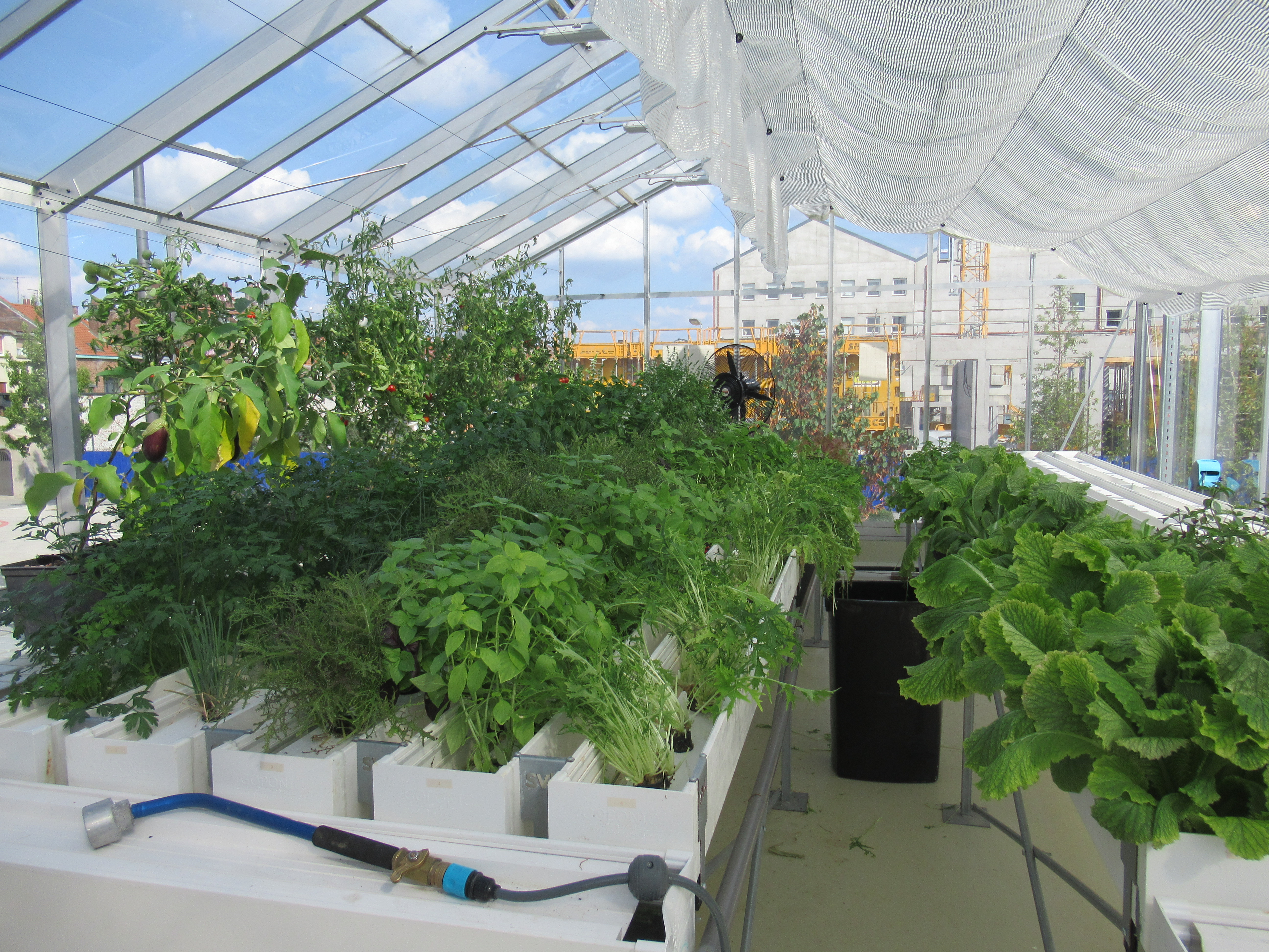 Urban farm’s greenhouse © Marcelline Bonneau