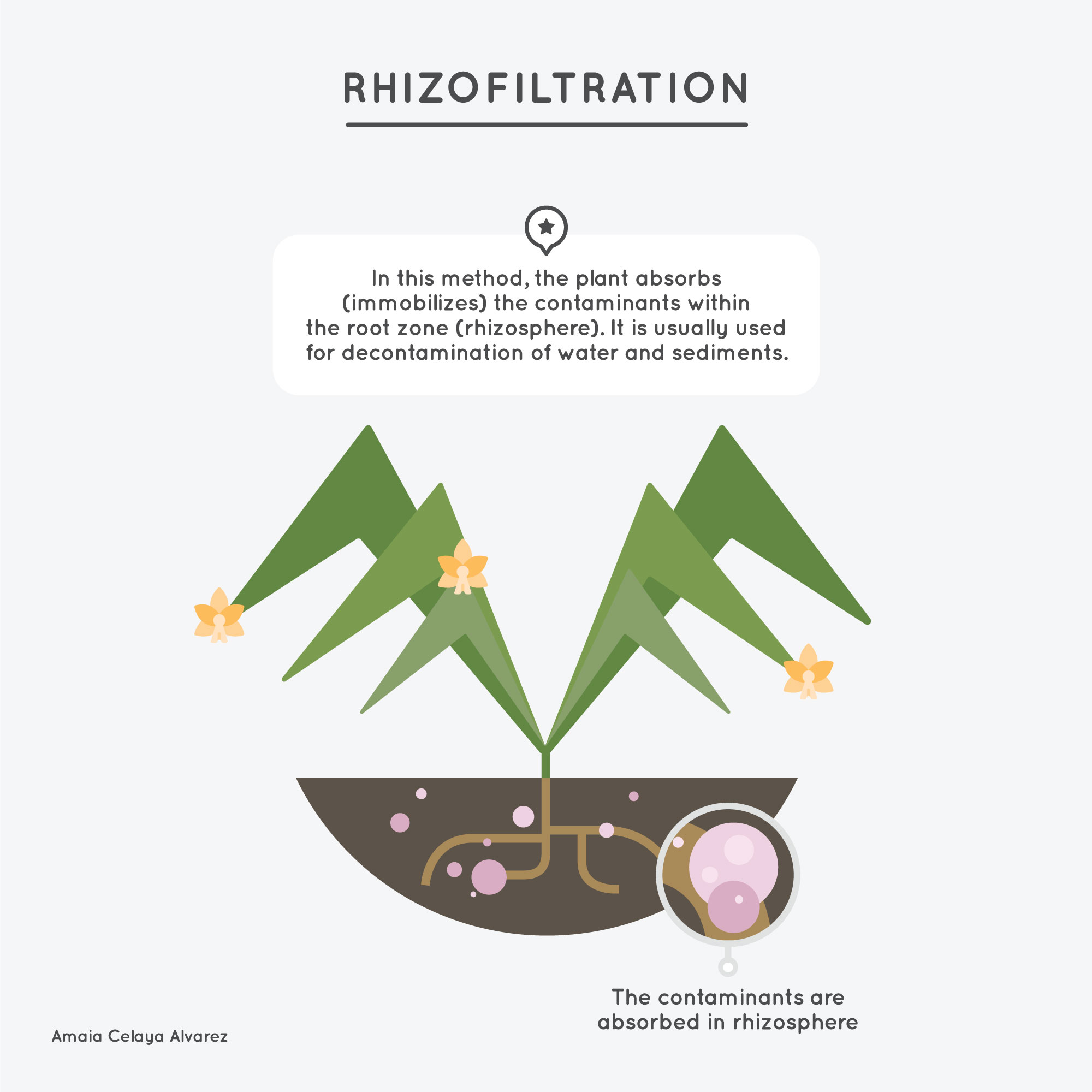 3-Rhizofiltration - Amaya Celaya Alvarez