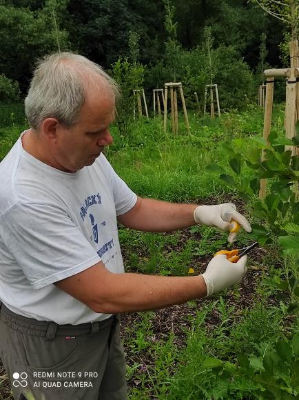 Karel Dolezal collecting samples for endogenous phytohormone measurements