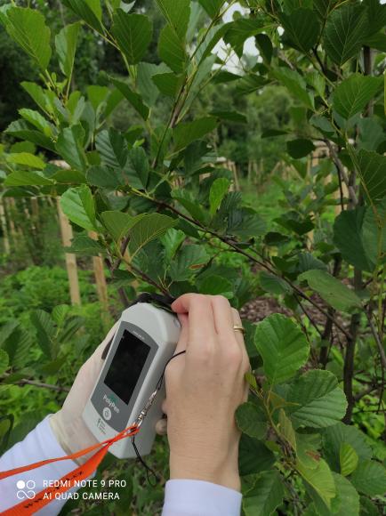 Measurement of photosynthetic parameters