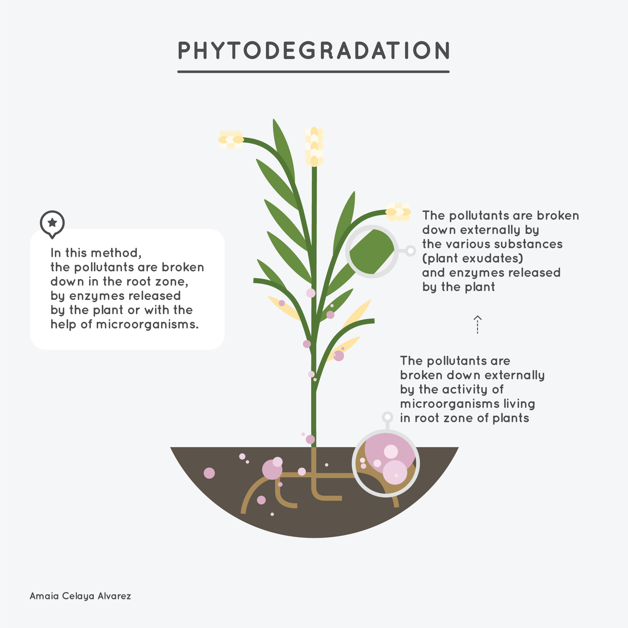 4-Phytodegradation - Amaya Celaya Alvarez