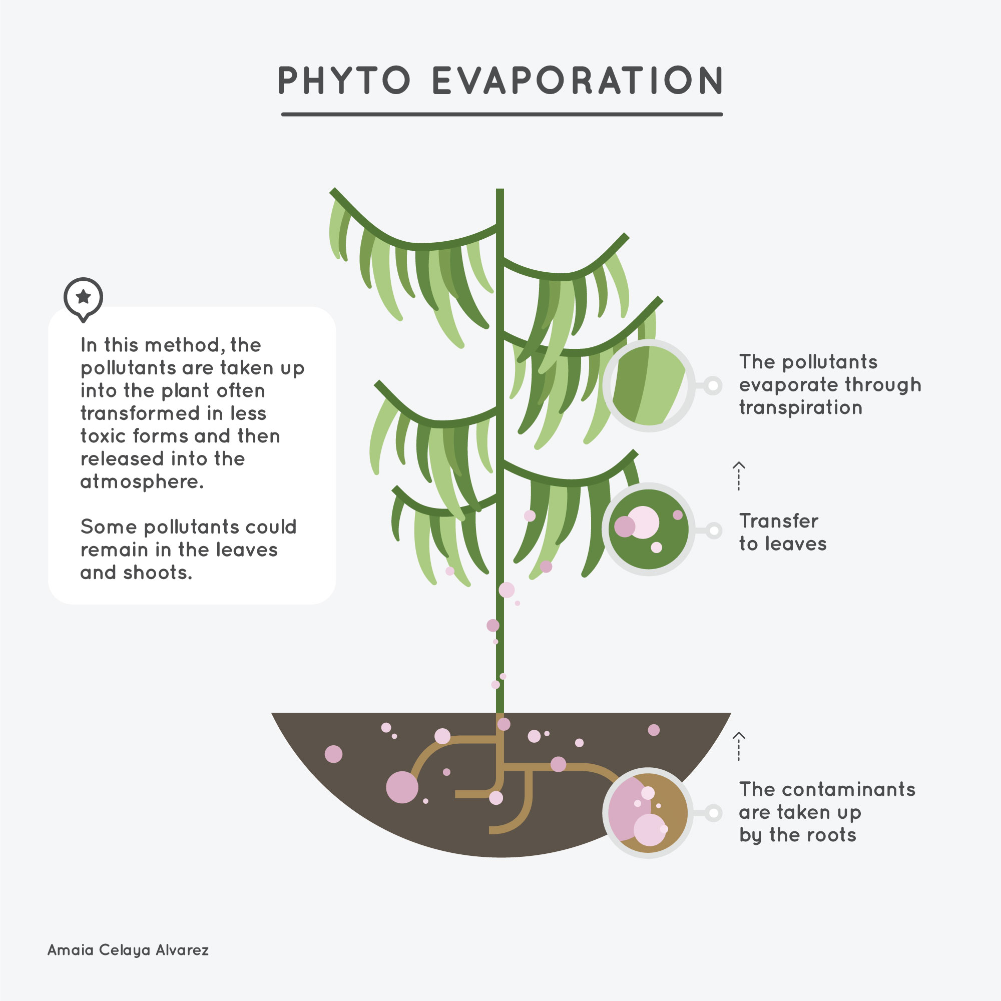 5-Phyto-evaporation - Amaya Celaya Alvarez