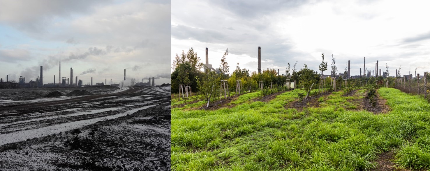 Bartovice target area before and after plantation