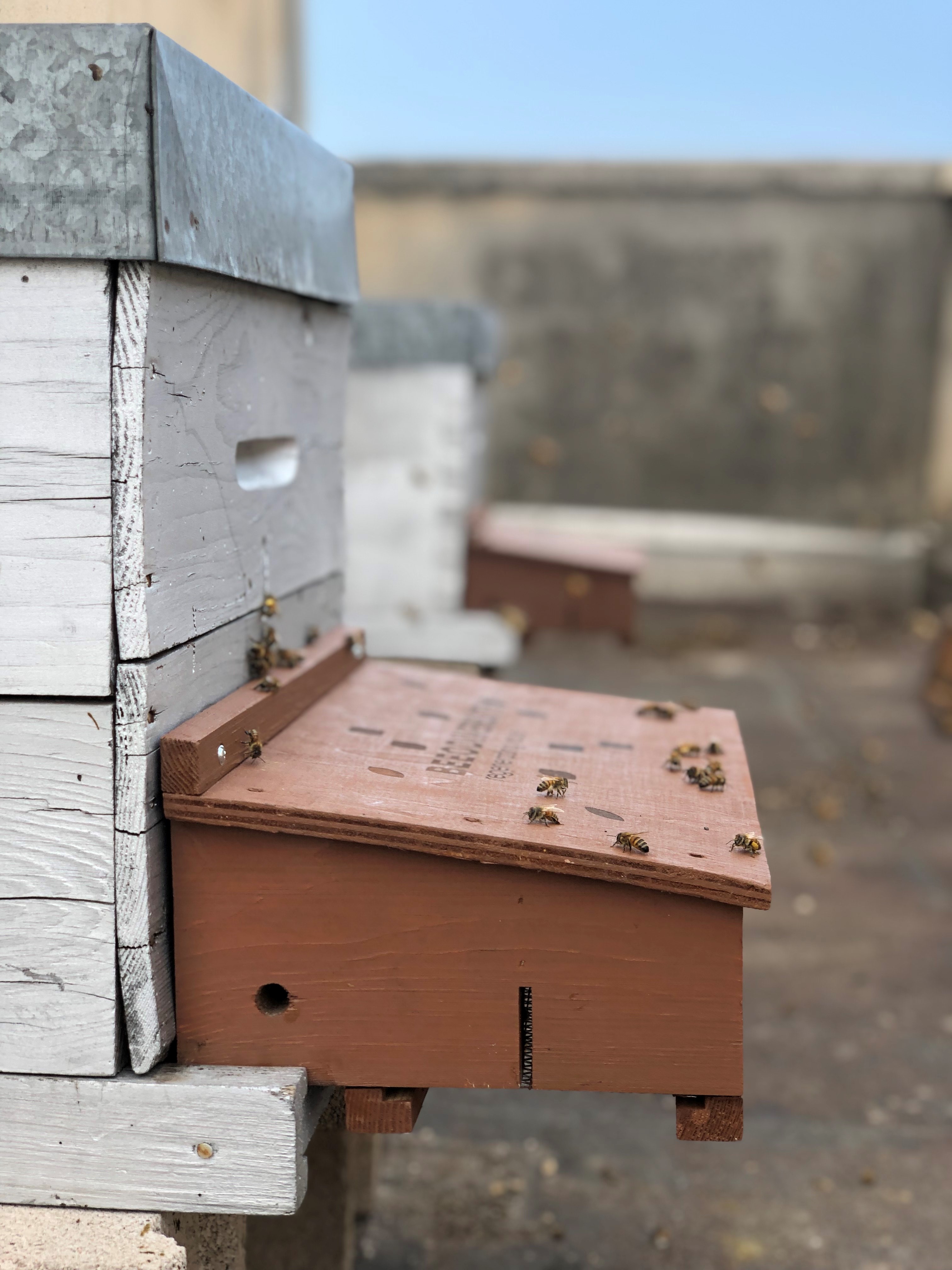 Beehive biodiversity