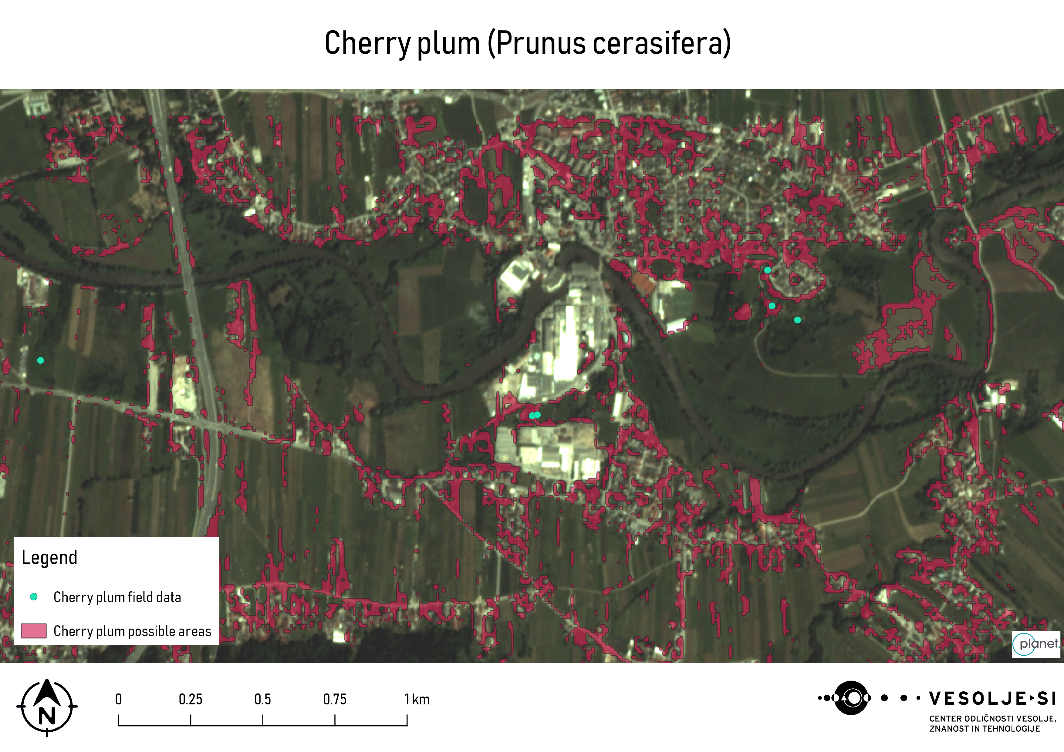 Cherry plum tested area