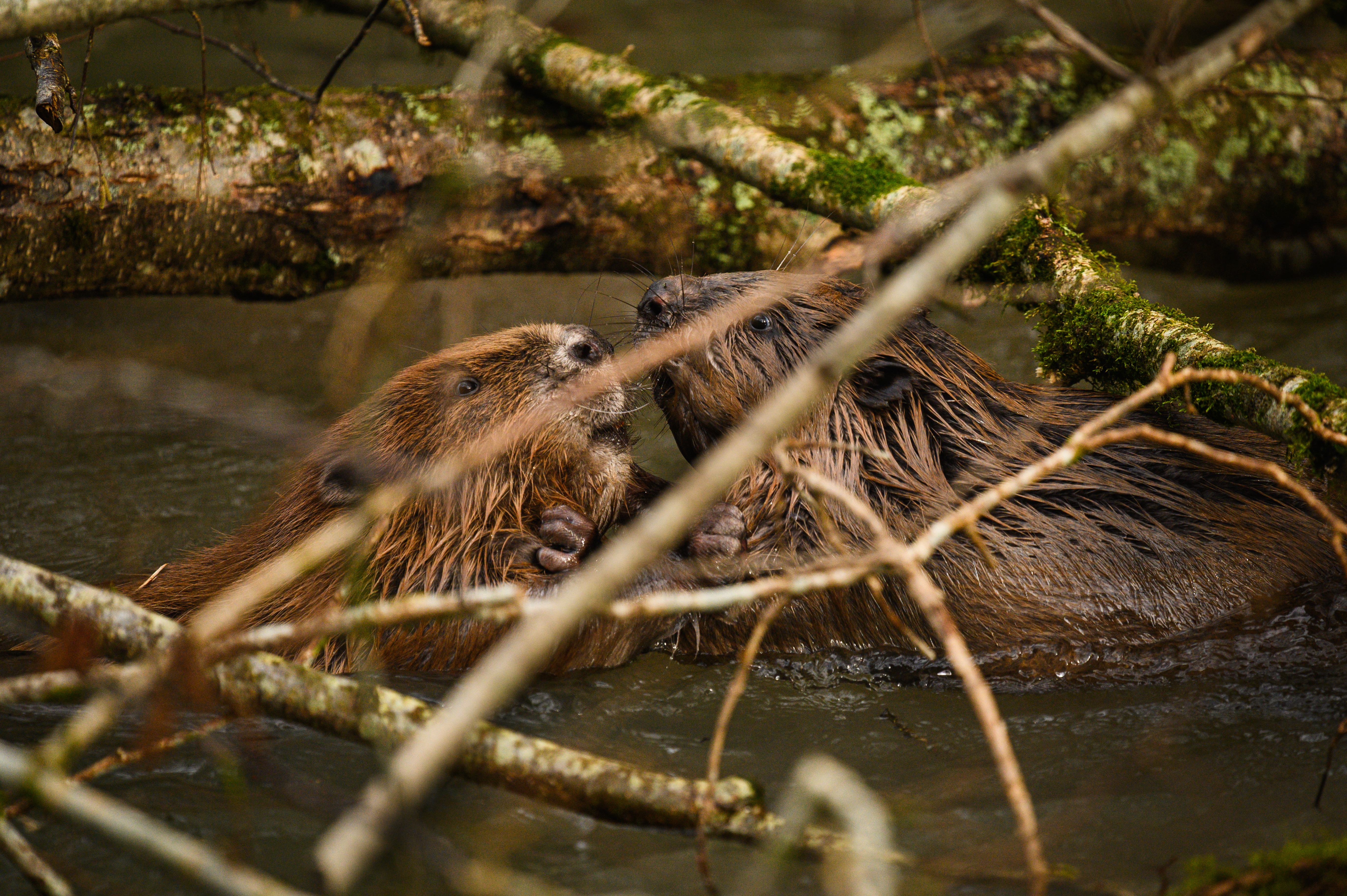 Beaver Couple, photo credit Chris Parkes