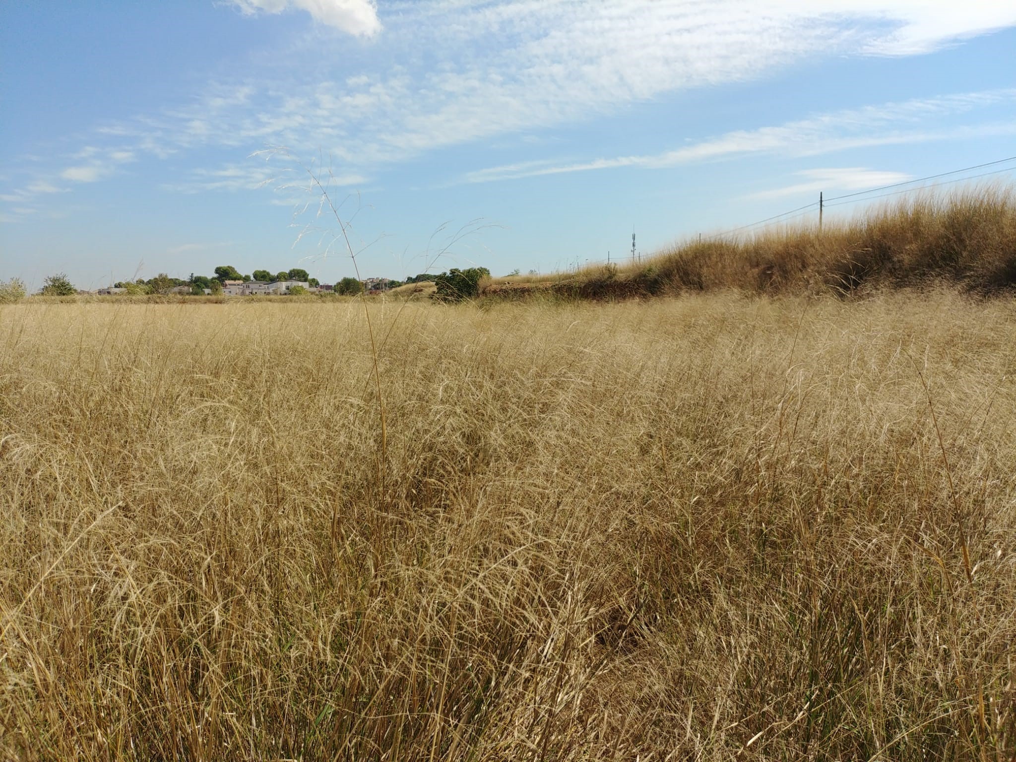 “Mas d’Escoto” plot