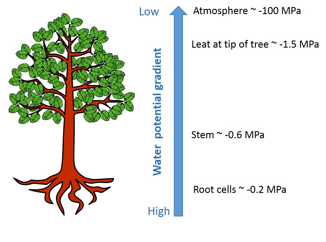 Water potential gradient