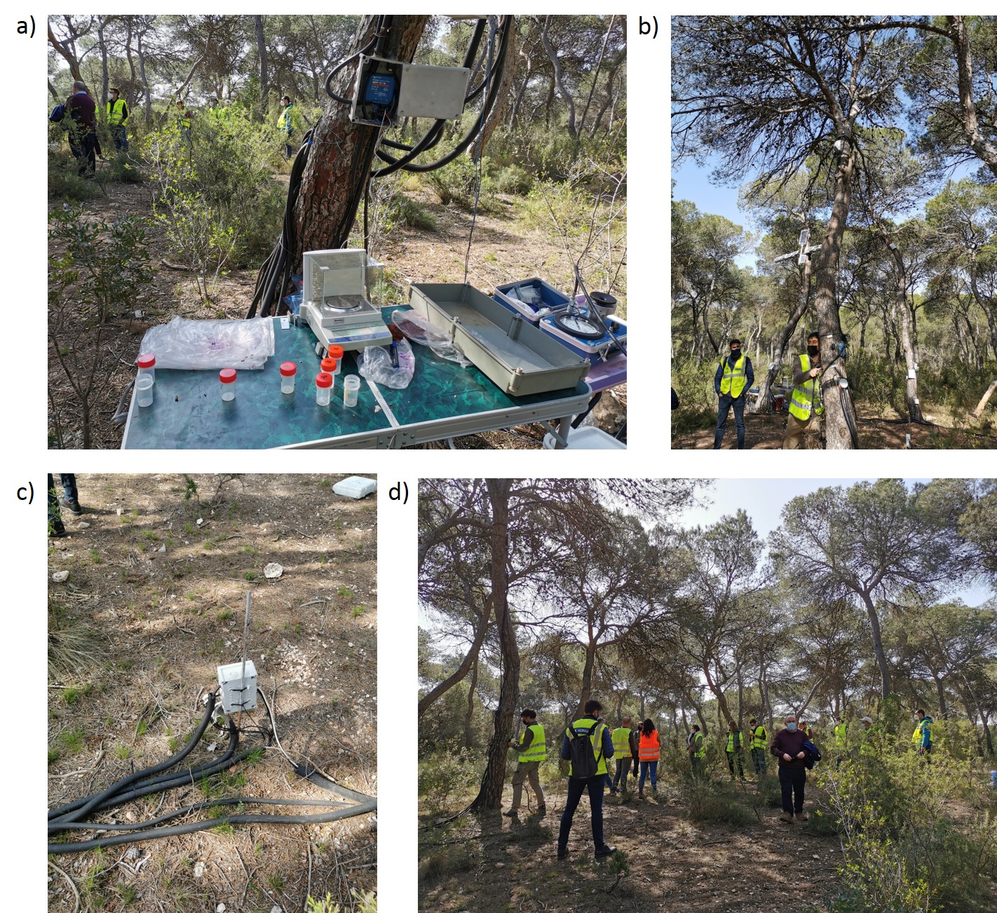 The experimental plot at “la Vallesa” fores