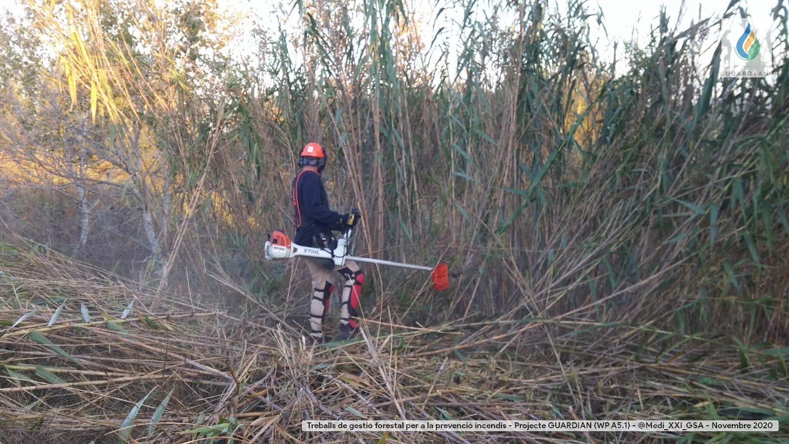 forst works cane filed