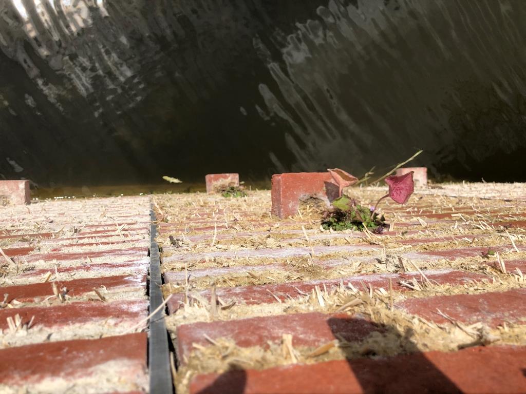 The first plants start to grow in niches and joints