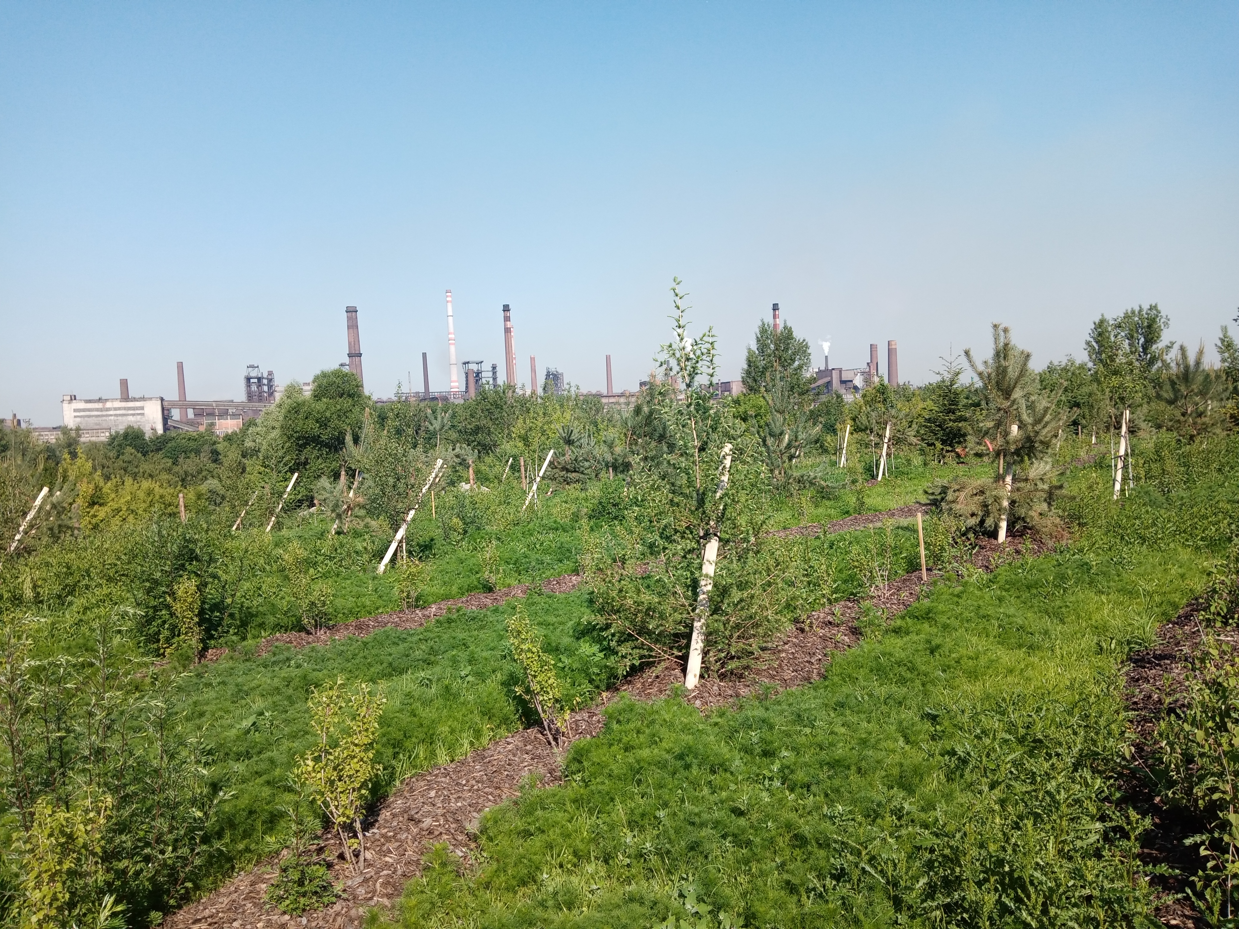 New greenery planted in Bartovice, Ostrava