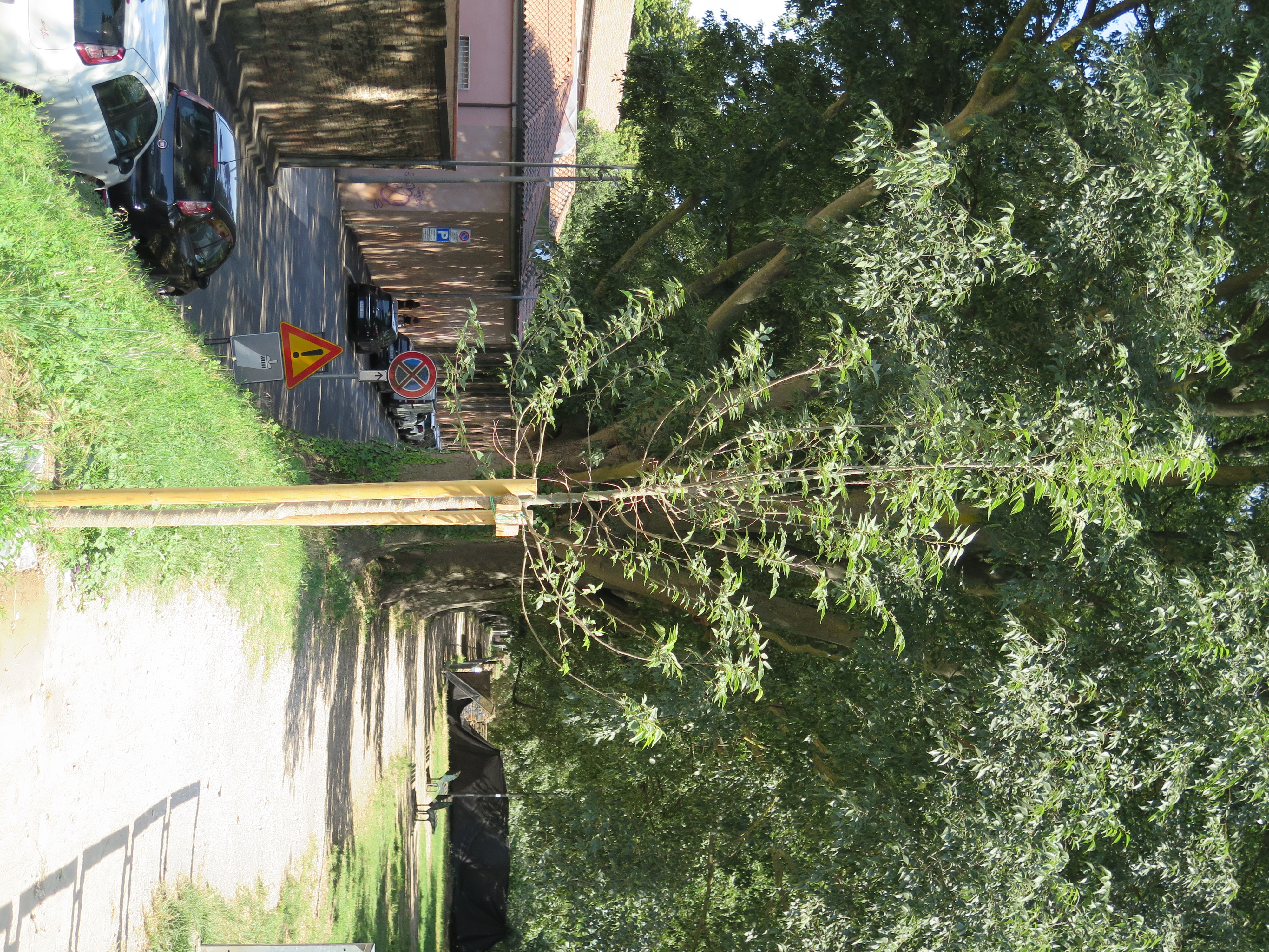 Figure 3 - City Walls Reforestation. Source: the Author