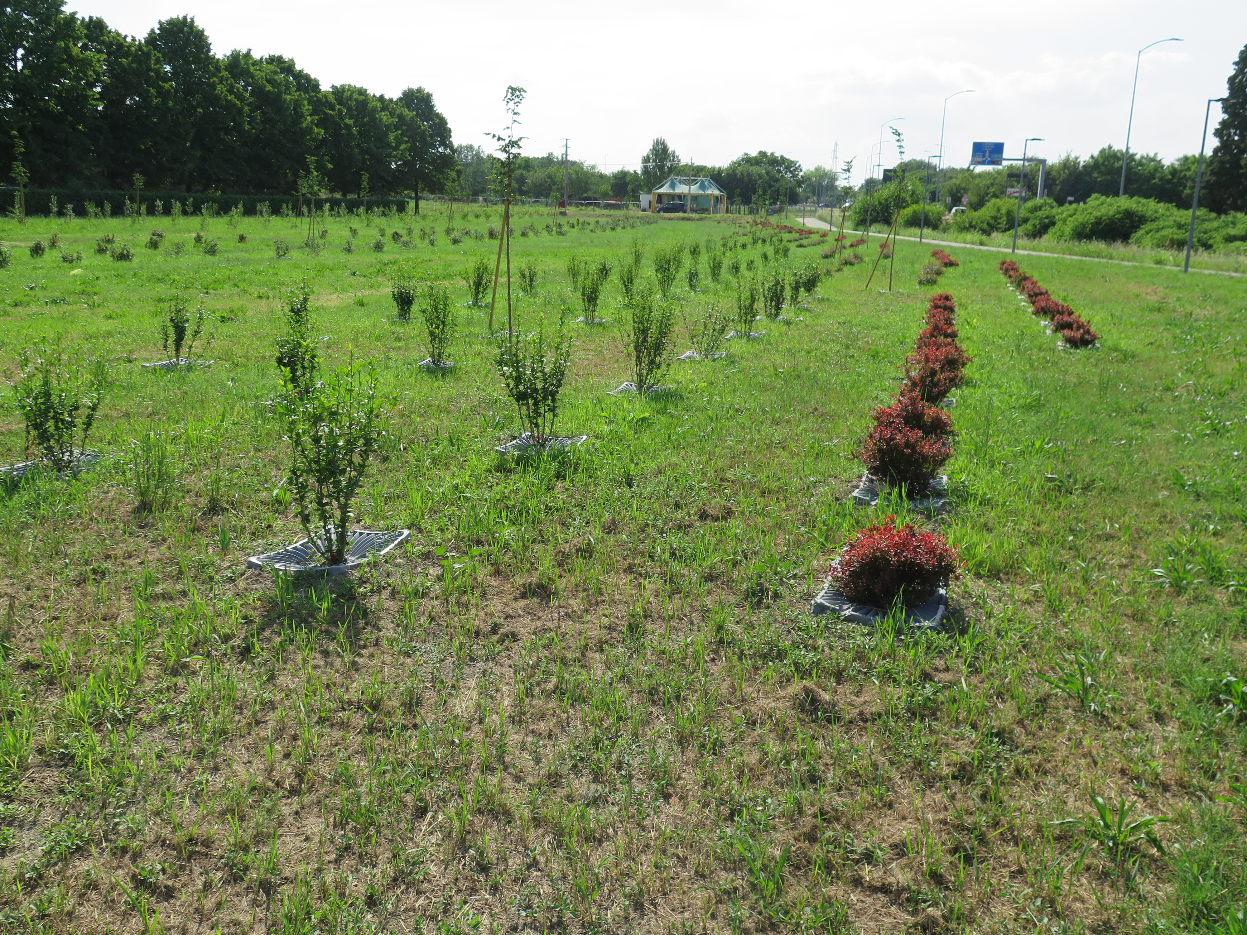 Figure 17 - Via Modena Reforestation. Source: the Author