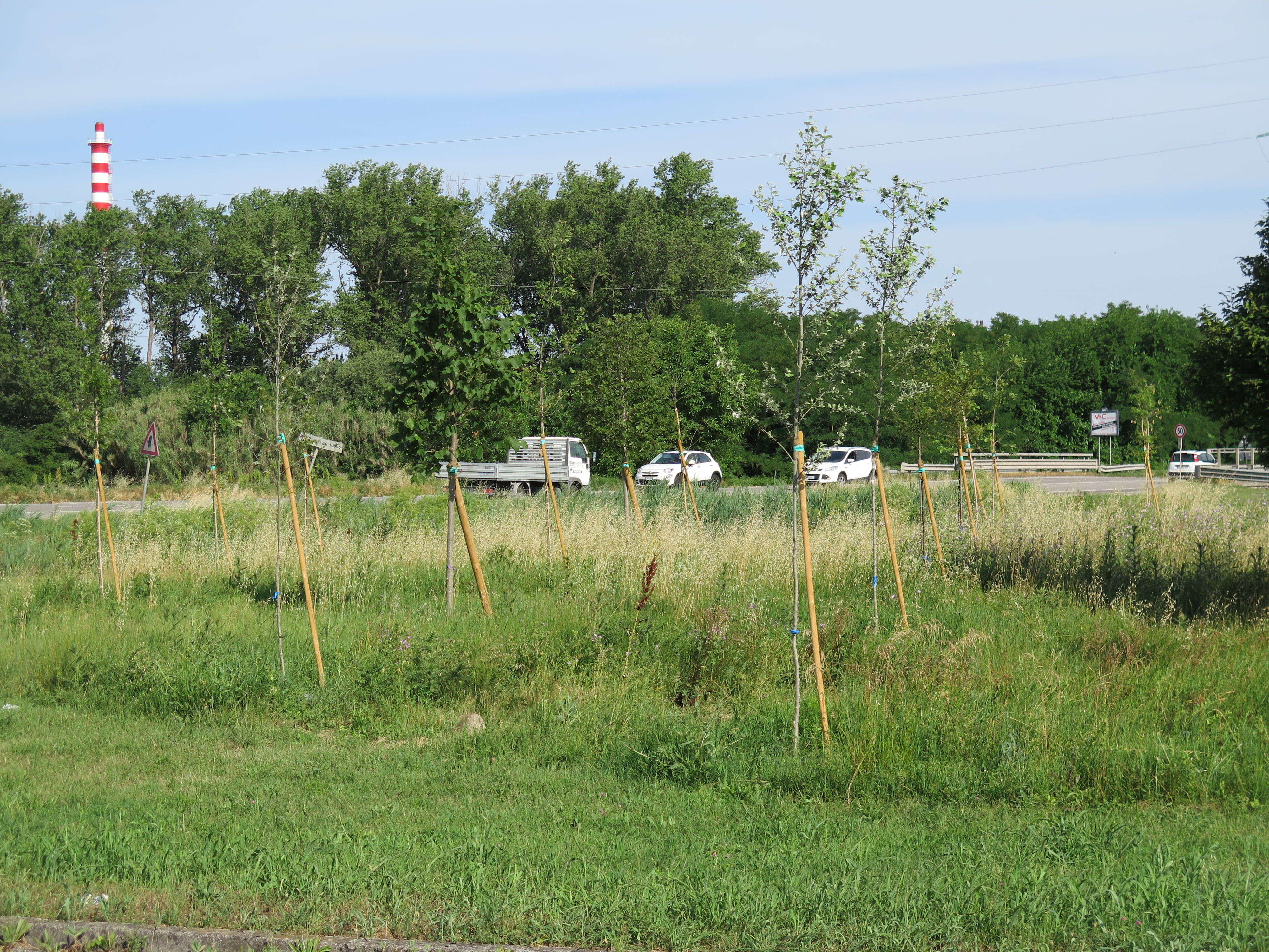 Figure 7 - Via Eridano Reforestation. Source: the Author
