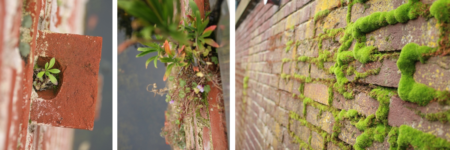 vegetation at the walls