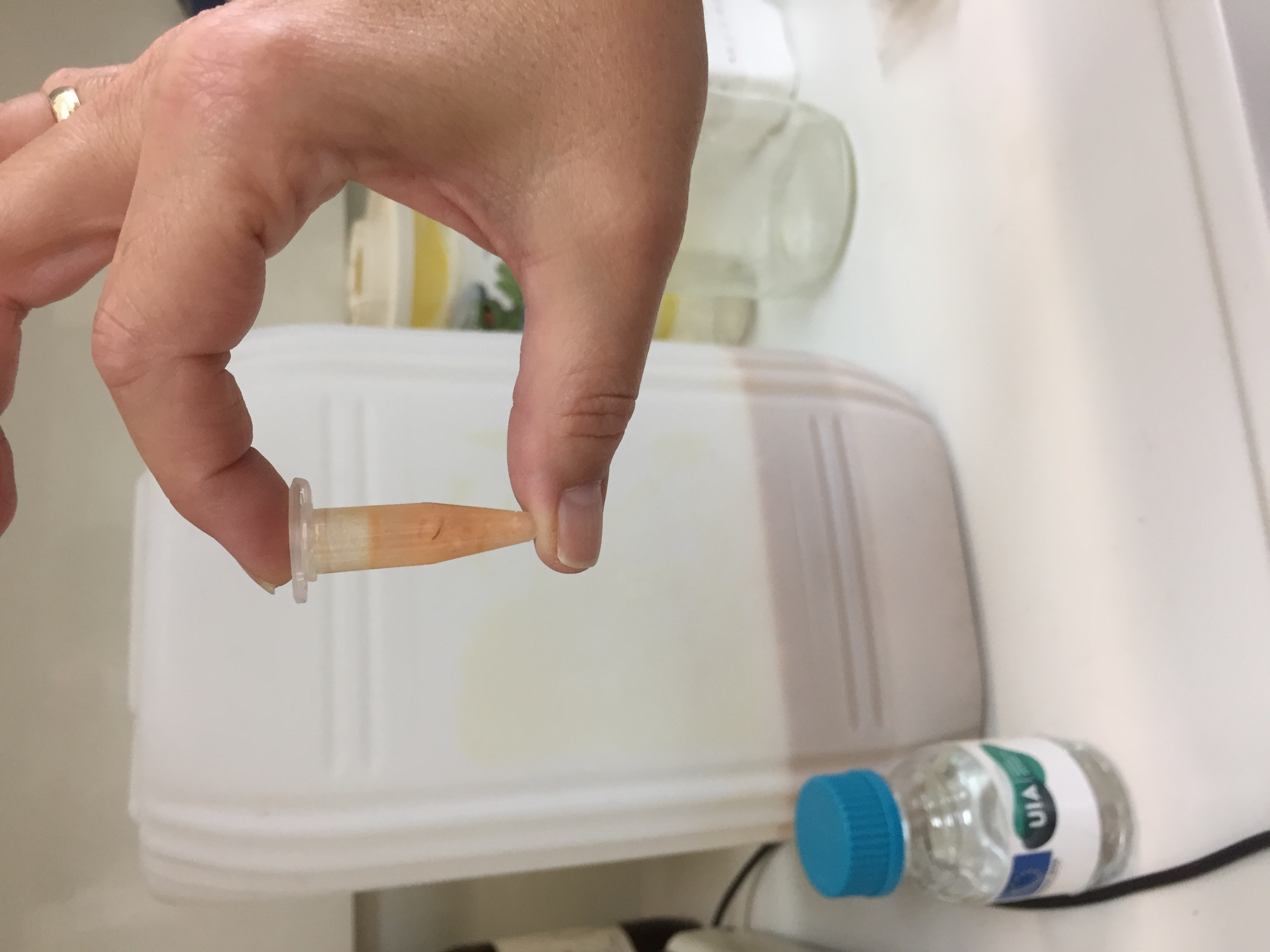 Picture 1: Stages of the PLA product in the laboratory