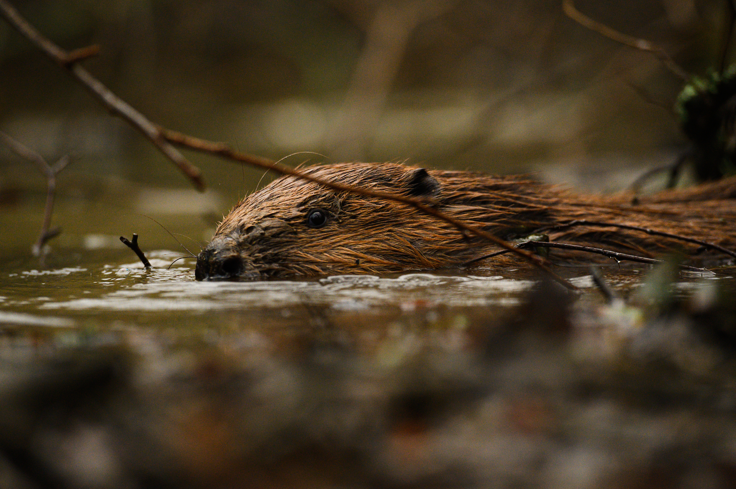 Beaver release