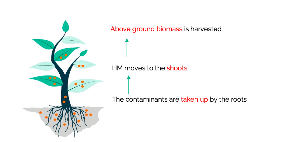 Fig. 4. Phytoremediation