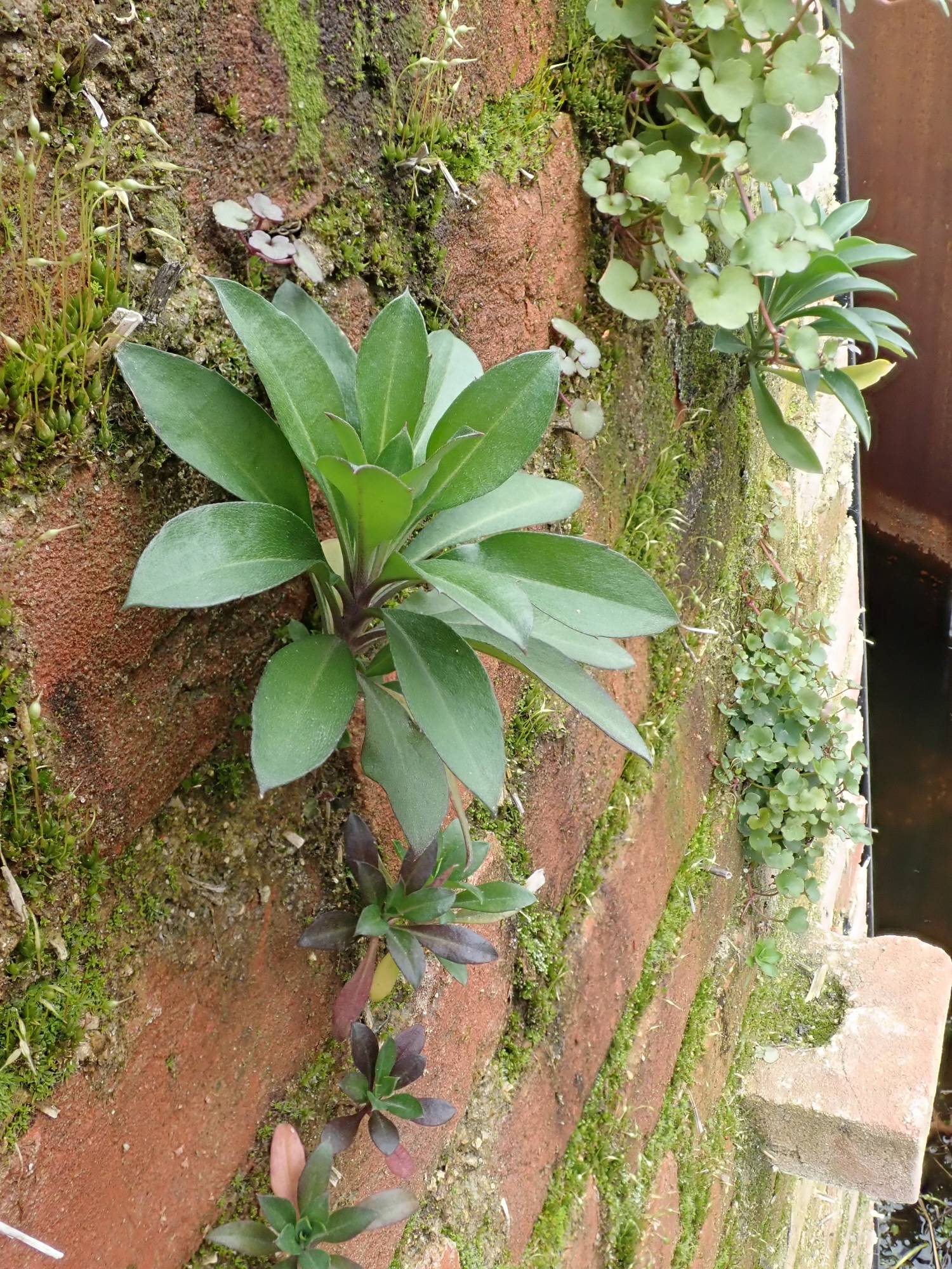 Seedlings of wallflower grow in the walls