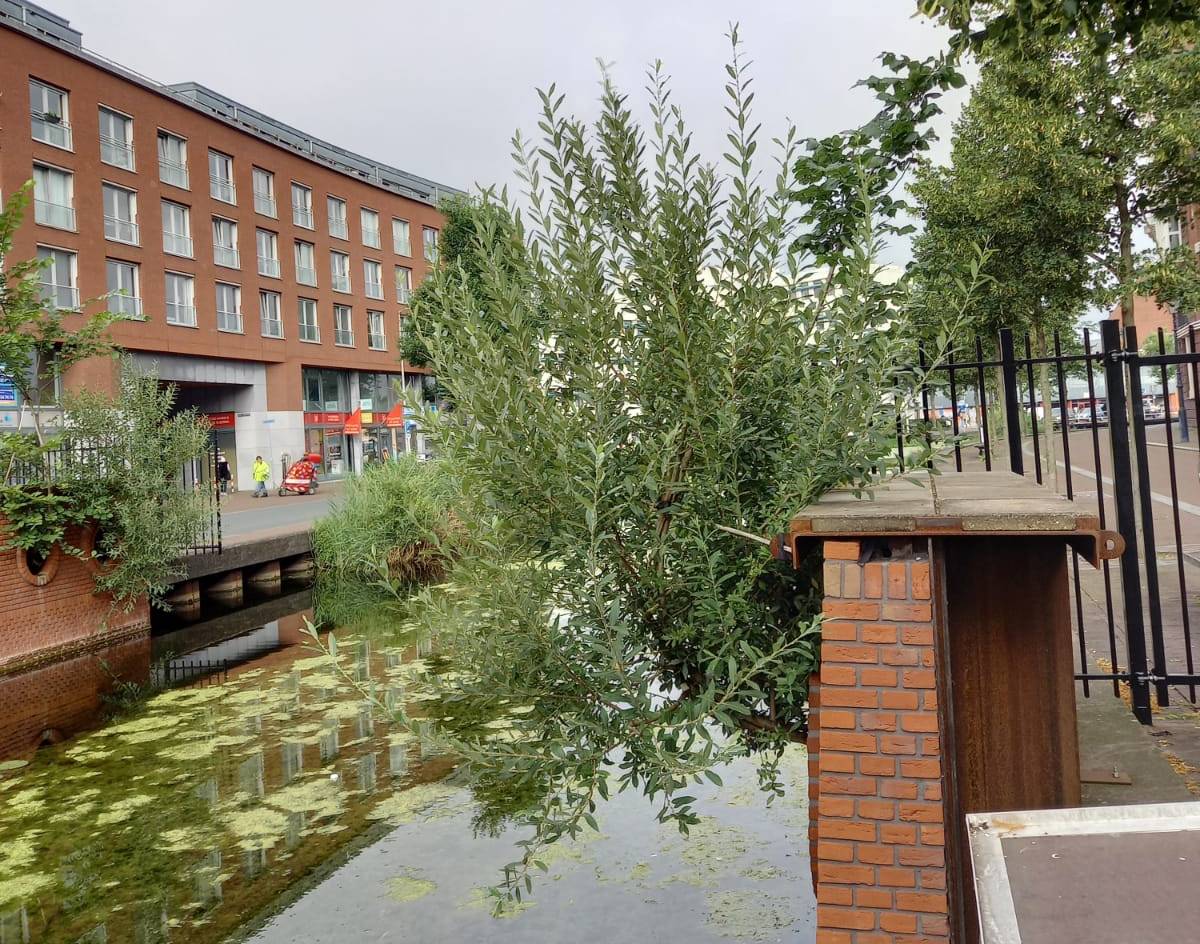 Trees growing out of the walls at the small-scale test site