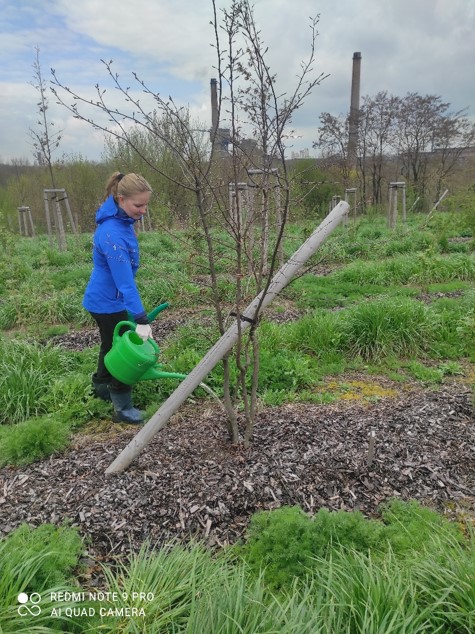 Treatment of new plantings at Bartovice, Ostrava