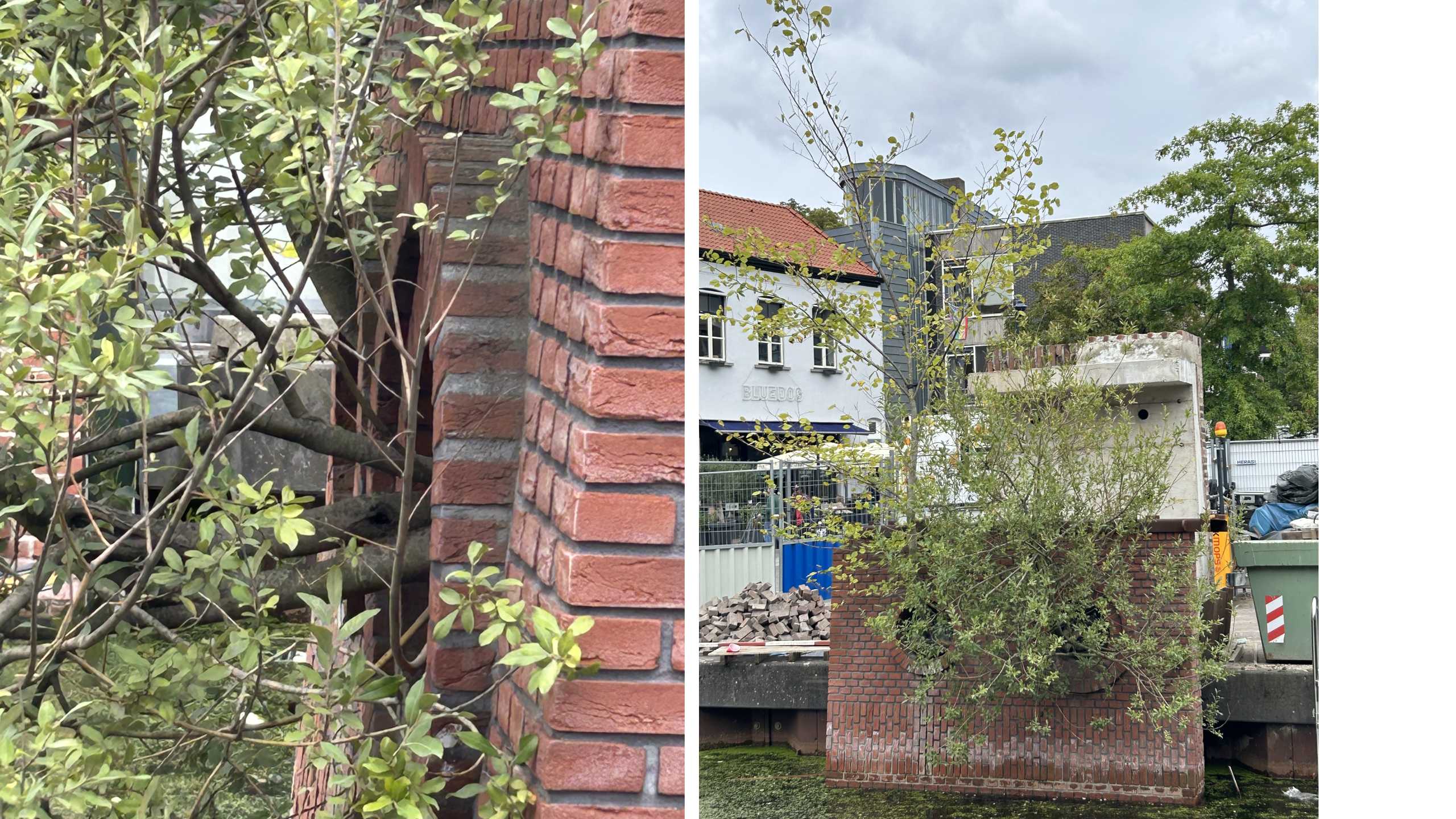 Trees growing out of the wall