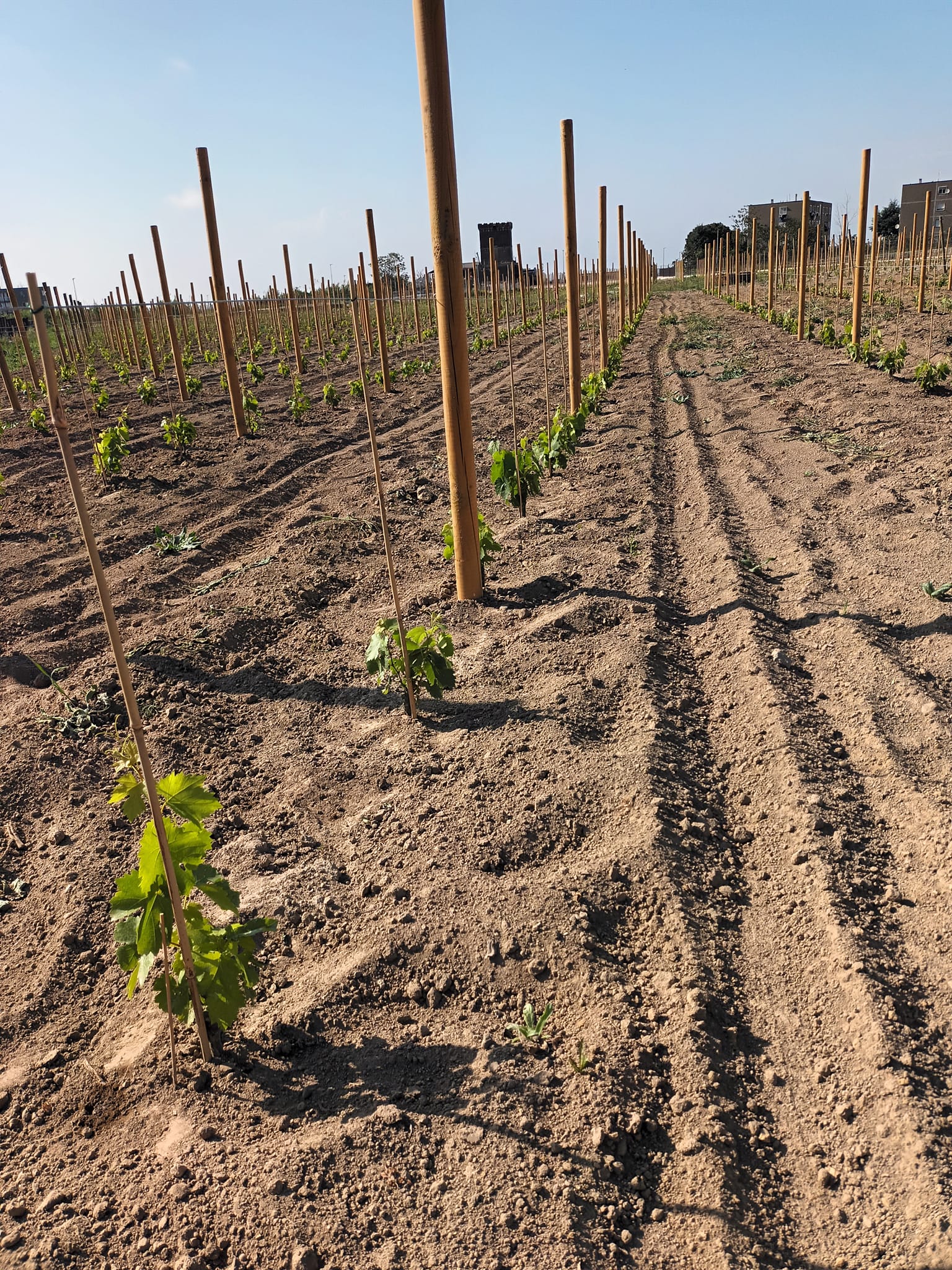 vineyards and blocks
