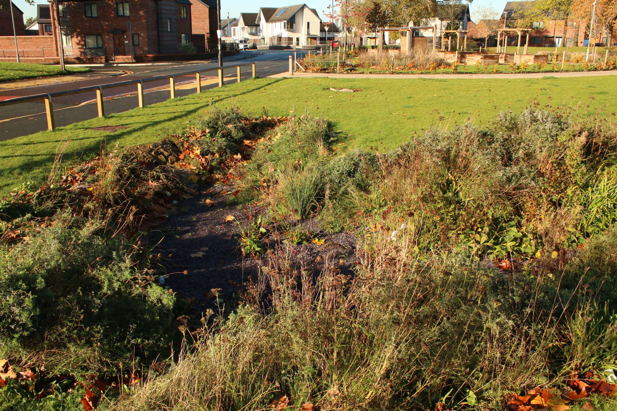 meadow and SuDS in a park