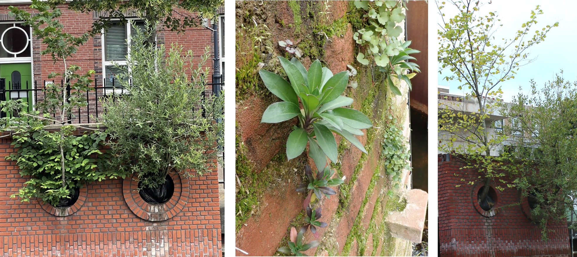 trees growing out of walls, wall plants