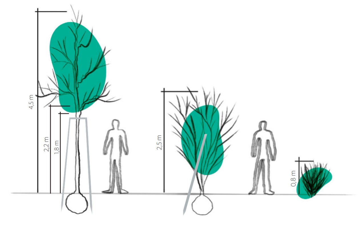Vertical layers of the vegetation in the new plantations in Ostrava