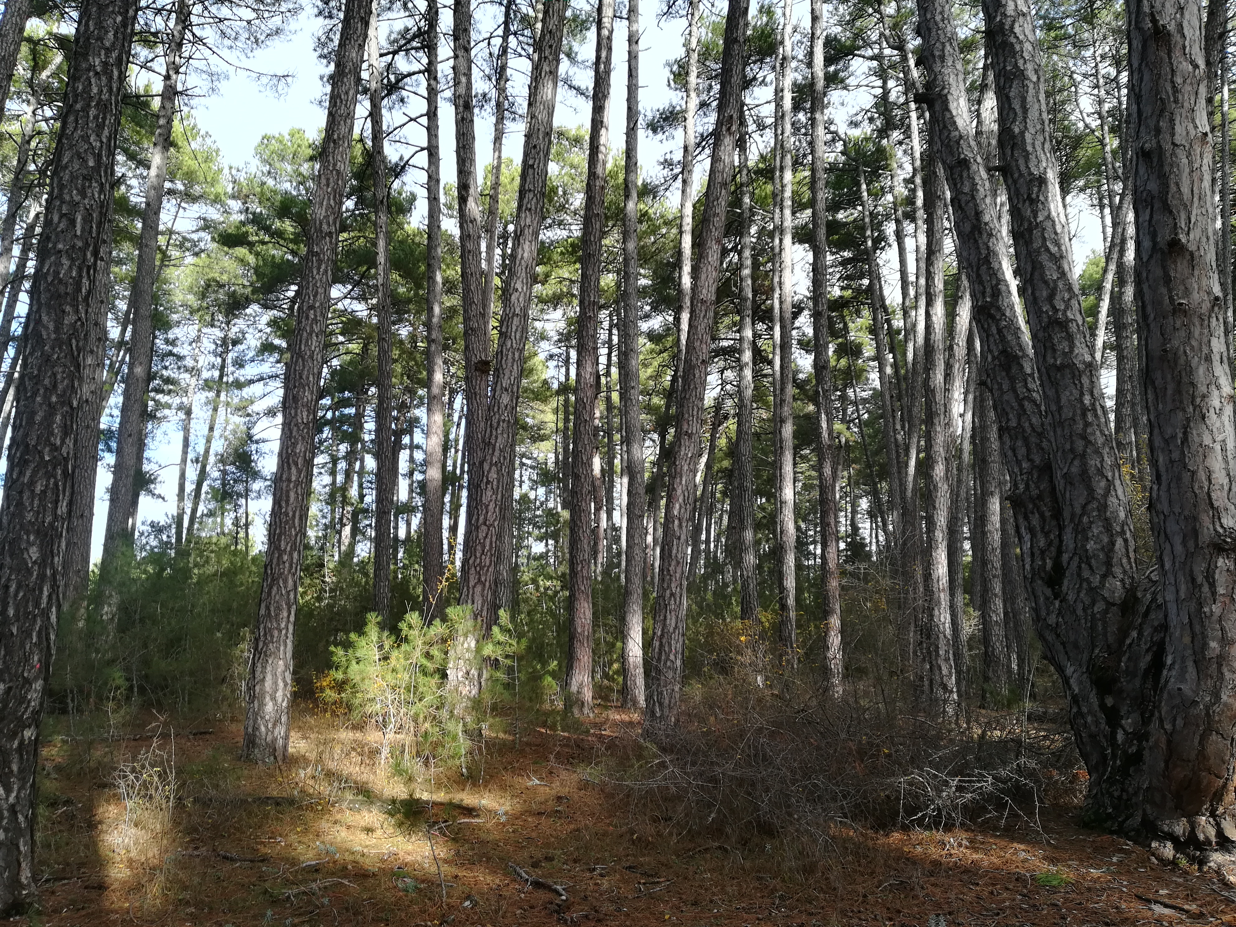 Forests around Cuenca