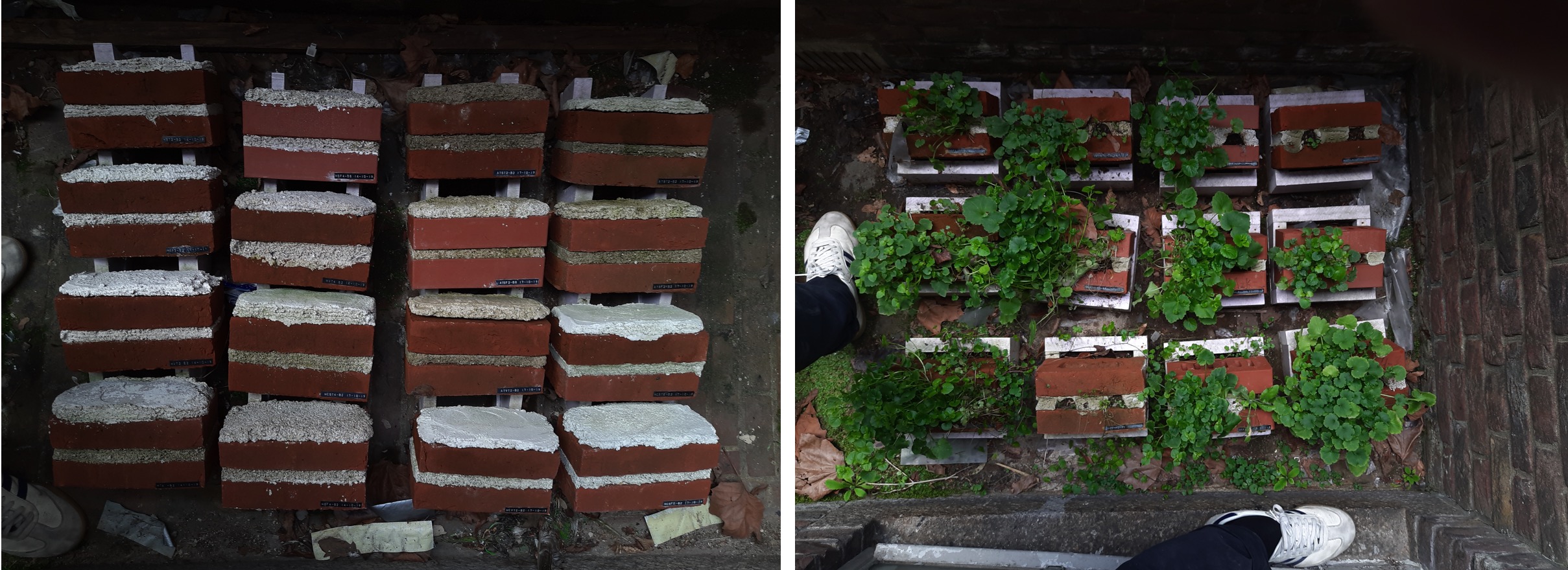 Mortar and plant growth samples in the garden