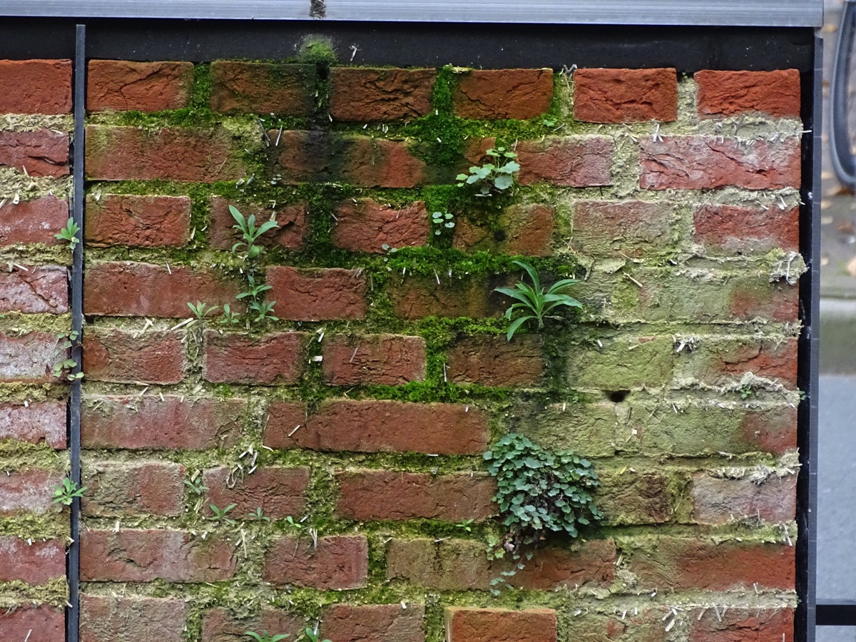 plant growth on the small scale test panel with "fantasy mortar"