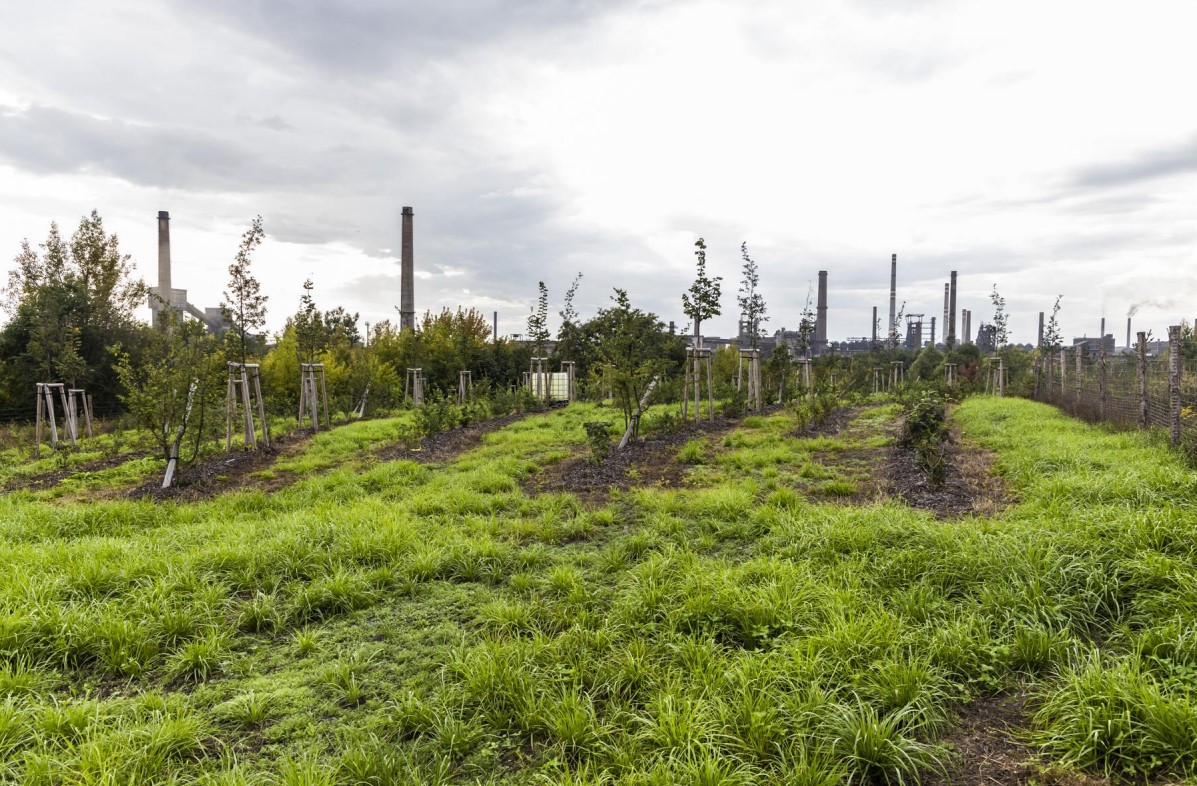 New greenery in Bartovice