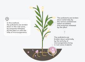 Phytodegradation - Amaya Celaya Alvarez