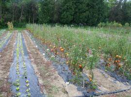 Experiment on tomato, where we have tested fungicidal activity of water extracts from eight invasive plant species (photo: Stanislav Trdan)