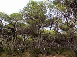 Monitored trees at La Vallesa forest