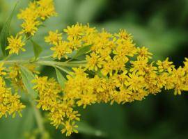 Giant Goldenrod