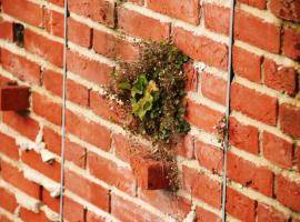 plants growing in wall